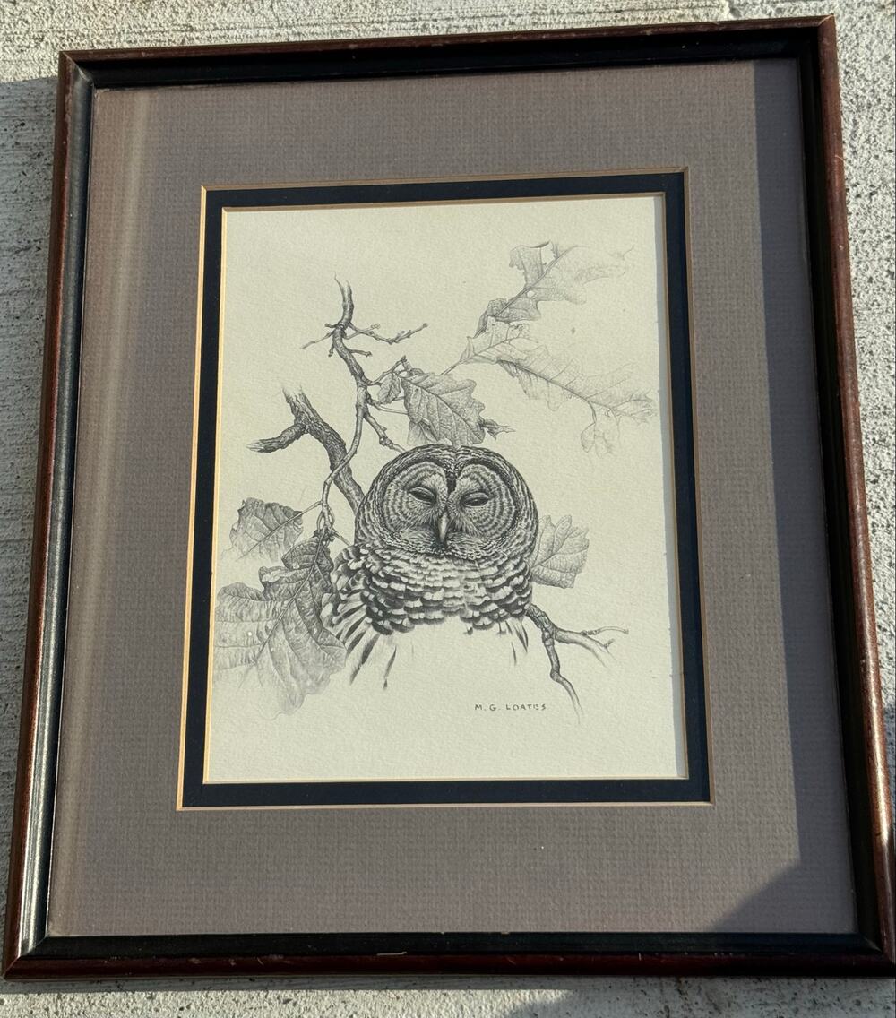 M.G. Loates Owl Print - Framed - 10.5x 14.5